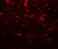 PDCL3 Antibody